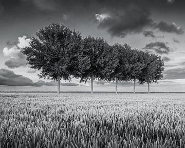 Bomen op een rij in de Johannes Kerkhovenpolder in de provincie Groningen in Zwart Wit van Marga Vroom