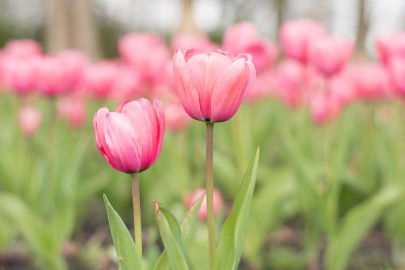 Es ist Frühling! von Charlene van Koesveld