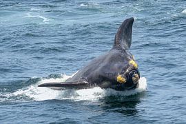 Springende Wale von rik janse