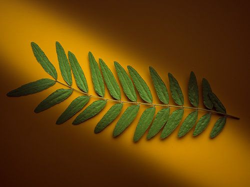 tak met blaadjes in een spoor van licht