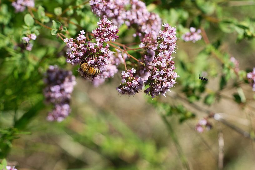 Bee on a flower collecting nectar by Martin Köbsch
