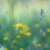 Veldbloemen ( veld met Boterbloemen en grassen) van Birgitte Bergman