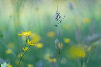 Veldbloemen ( veld met Boterbloemen en grassen)