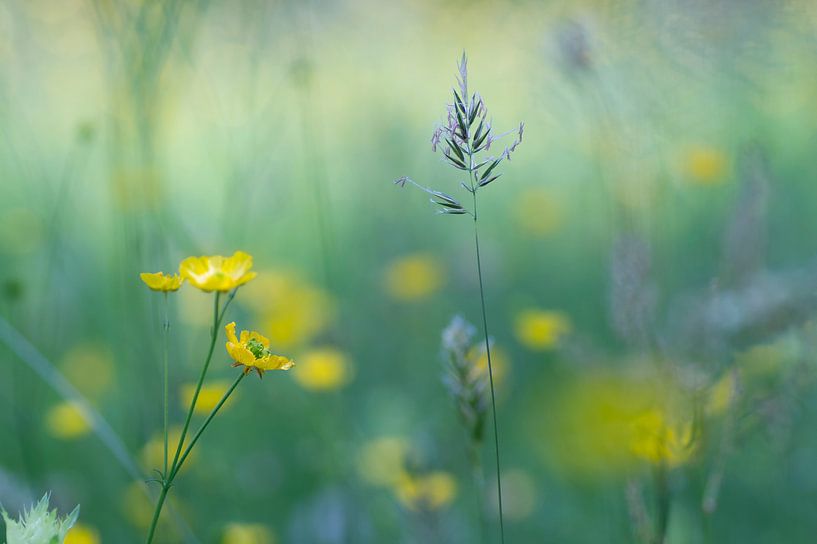 Wild flowers by Birgitte Bergman