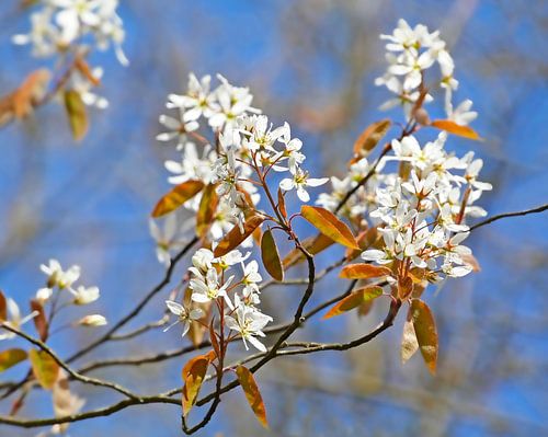 Currant tree with blossom