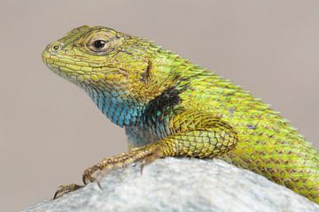 Smaragd Stekelleguaan (Sceloporus malachiticus) van Ronald Pol
