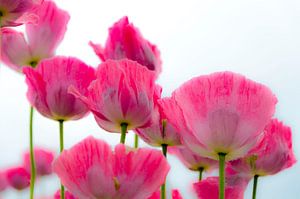 Mohnblumen in Rosa