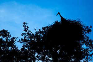 Silhouet - Ooievaar op het nest