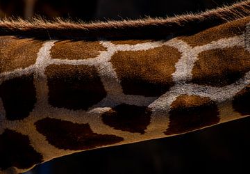 Patroon van een giraffe van Kaj Hendriks