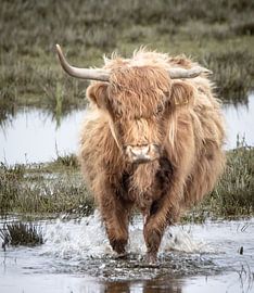 Highlander im Wasser von natascha verbij