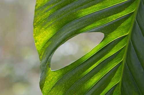 Un trou dans la feuille sur rene marcel originals