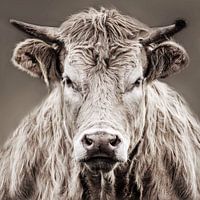 Close up cow
