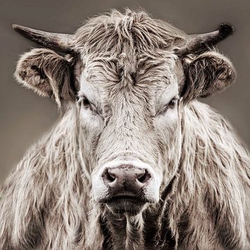 Close up koe van Diana van Geel