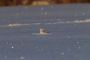 Hermelijn (Mustela erminea) in de winter Duitsland van Frank Fichtmüller