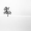 Minimalisme | Arbre solitaire dans la neige sur Steven Dijkshoorn