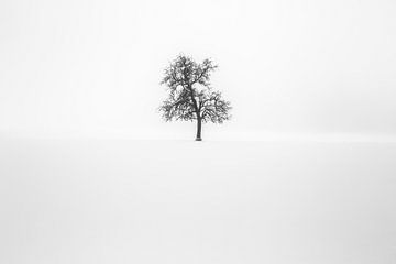 Minimalisme | Eenzame boom in sneeuw von Steven Dijkshoorn