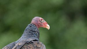 Gros plan d'un vautour