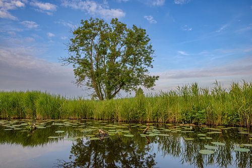 Paysage de la réserve naturelle de Weerribben-Wieden 