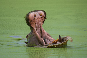 Hippopotamus Yawning with Wide Open Mouth in Green Water