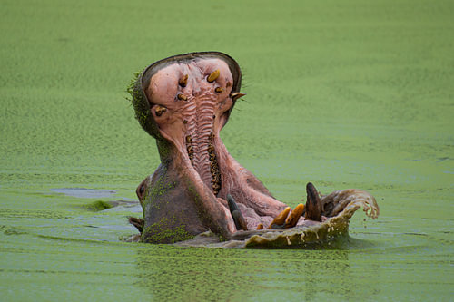 Hippopotamus Yawning with its Mouth Wide Open in Green Water