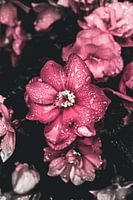 Pink flowers covered with water droplets