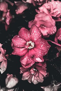 Roze bloemen bedekt met waterdruppels van Jan Diepeveen