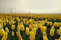 Yellow tulips in the mist at the Obdam mill