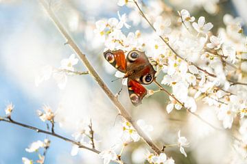 Frühlingsbote - Schmetterlingstanz zwischen Blüten von Femke Ketelaar