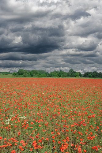 Monheimer Rheinbogen,Monheim am Rhein,NRW,Duitsland