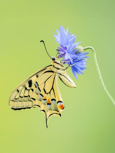 Schwalbenschwanzkönigin auf Kornblume von Paula Ketz