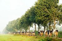 Koeien onderweg naar het weiland in de Noardlike Fryske Walden in Friesland