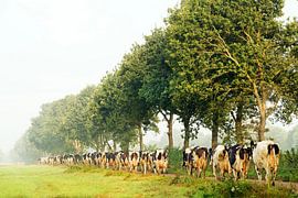 Cows on their way to pasture in the Noardlike Fryske Walden in Friesland. by Marcel van Kammen
