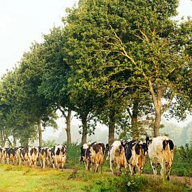 Koeien onderweg naar het weiland in de Noardlike Fryske Walden in Friesland van Marcel van Kammen