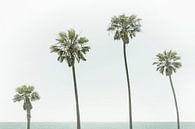 Palmbomen aan zee van Melanie Viola thumbnail