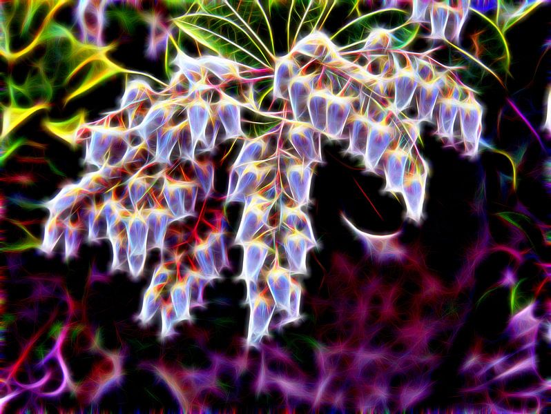 Bellflower par Edgar Schermaul