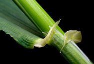 Tige du grain par Marlies Prieckaerts Aperçu