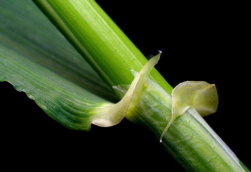 Grain Stem