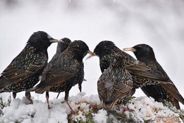 Starlings at the garden feeder by Claude Laprise
