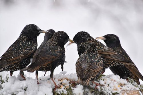 Spreeuwen bij de tuinvoeder