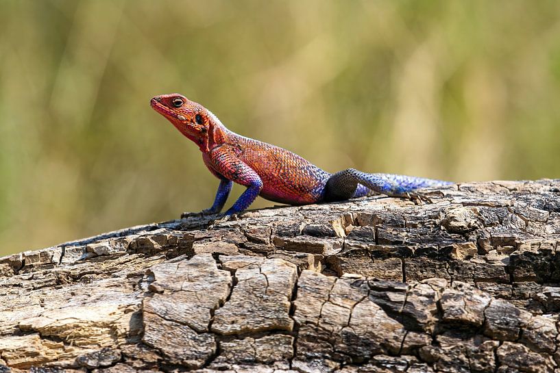 Rots agama van Roland Brack