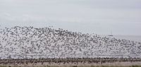 Swarm of flying oystercatchers on Ameland by Bianca Fortuin thumbnail