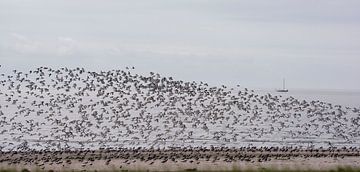 Swarm of flying oystercatchers on Ameland by Bianca Fortuin