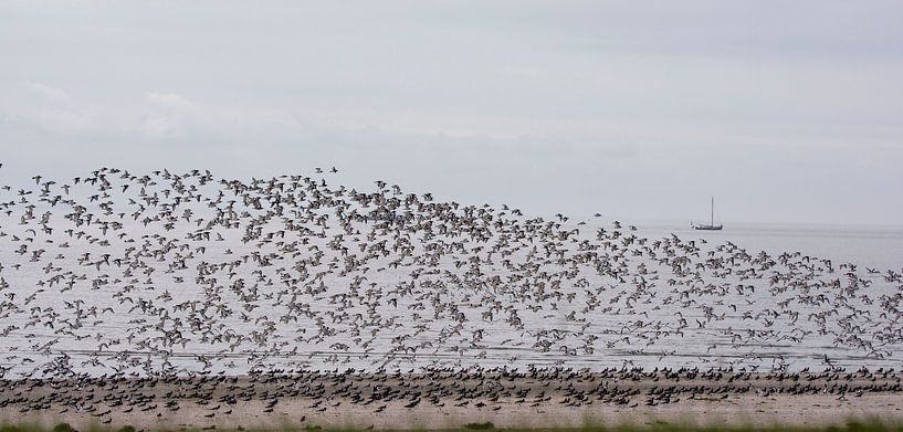 Swarm of flying oystercatchers on Ameland by Bianca Fortuin