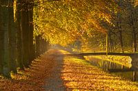 Herbsttöne im Sonnenlicht