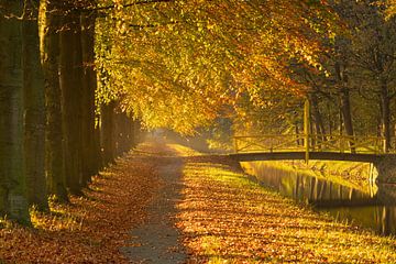 Nuances d'automne dans la lumière du soleil sur Niels Hamelynck