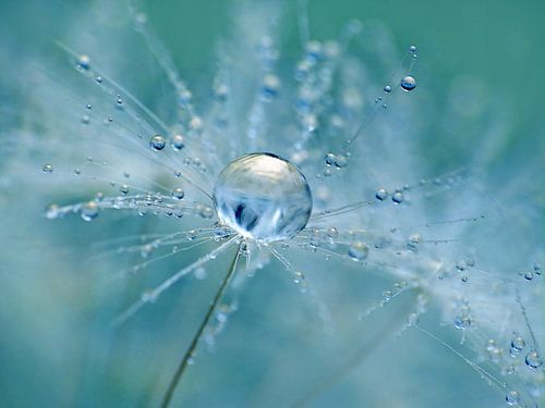 Aqua Fresh by Caroline Lichthart