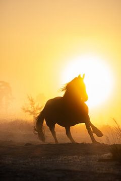 Silhouette de cheval galopant dans la brume du matin sur Shirley van Lieshout