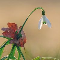 Sneeuwklokje met een dode blad