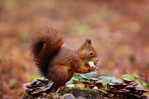 Eekhoorntje met een pinda