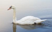 Elegant Swan on the Water